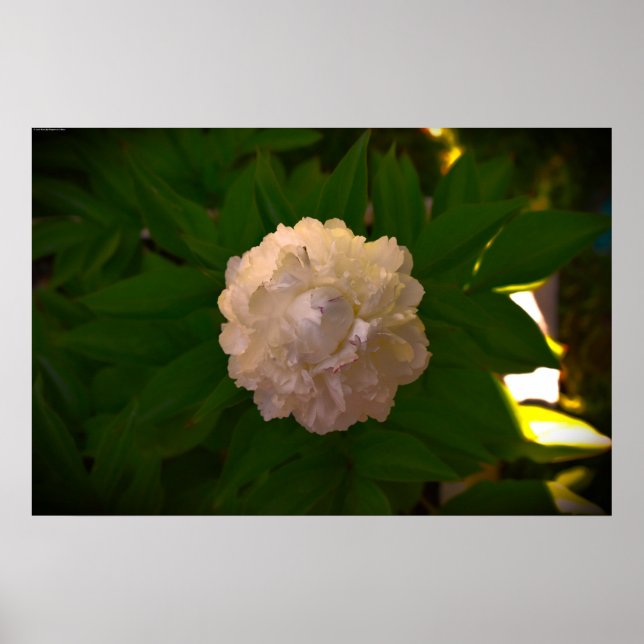 Póster Peony, (Frente)