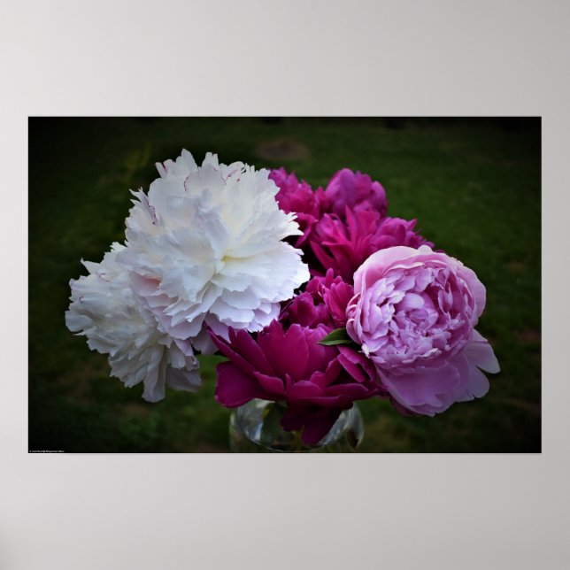 Póster Peony, (Frente)