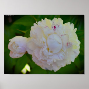 Póster Peony,