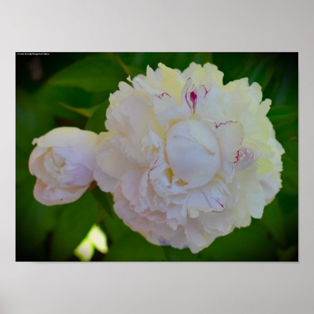 Póster Peony, (Frente)