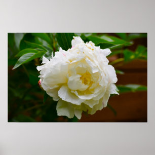 Póster Peony,