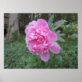 Póster Peony