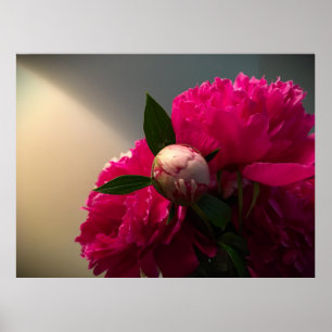 Póster Peony,