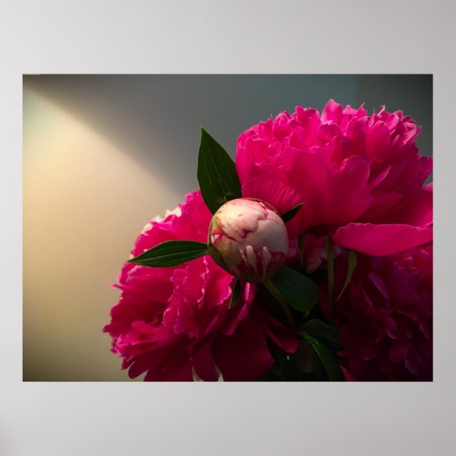 Póster Peony, (Frente)