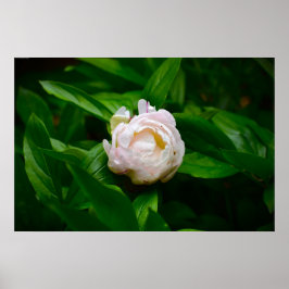Póster Peony,