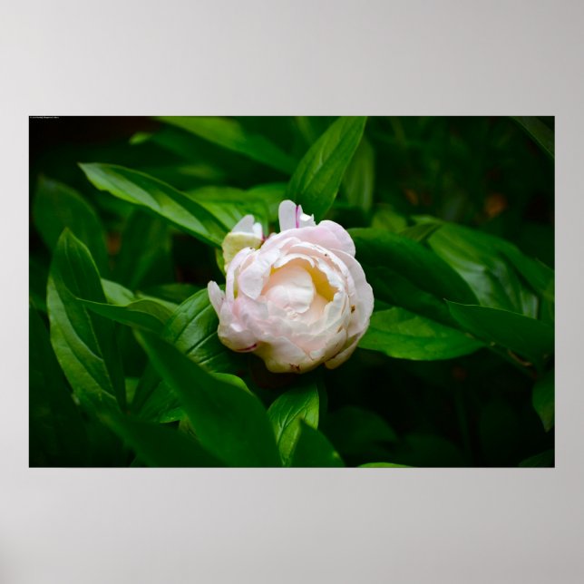 Póster Peony, (Frente)