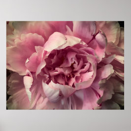 Póster Peony,