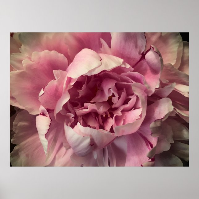 Póster Peony, (Frente)