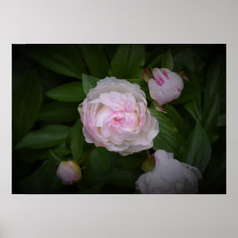 Póster Peony,