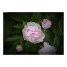 Peony,