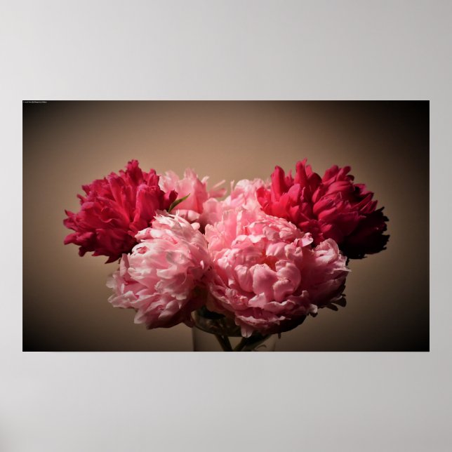 Póster Peony, (Frente)