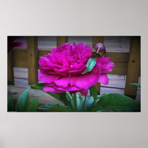Póster Peony,