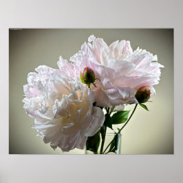 Póster Peony,