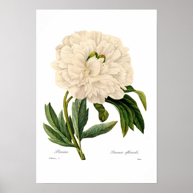 Póster Peony (Frente)