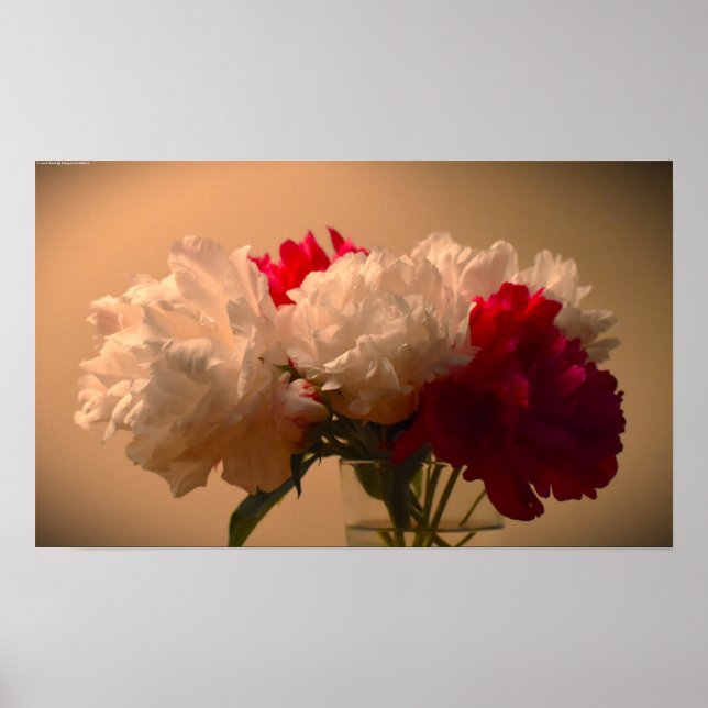 Póster Peony, (Frente)