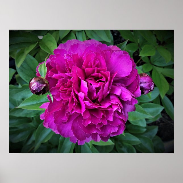 Póster Peony, (Frente)