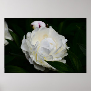 Póster Peony,