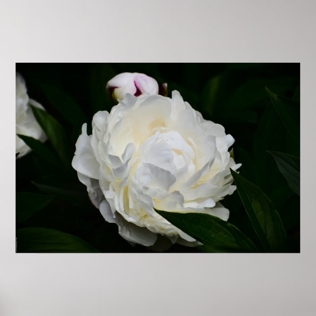 Póster Peony, (Frente)