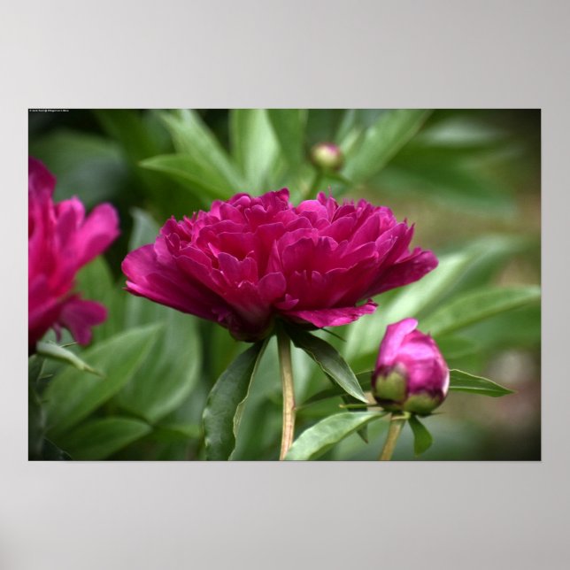 Póster Peony, (Frente)