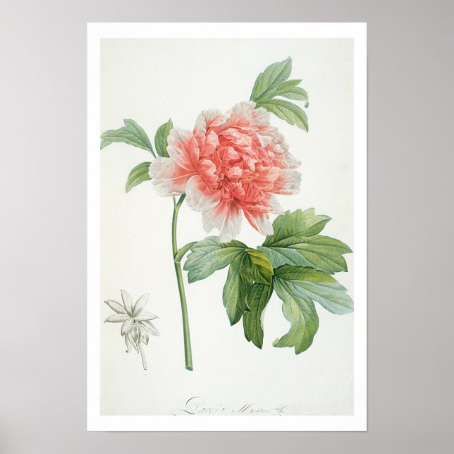 Póster Peony, 1799 (Frente)