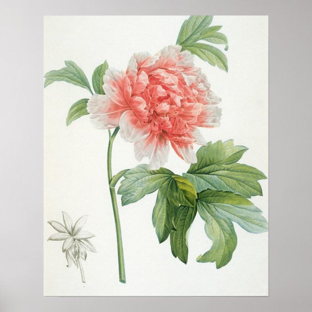 Póster Peony, 1799 (colour stipple print) (Frente)