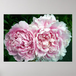 Póster Peony 2 Poster