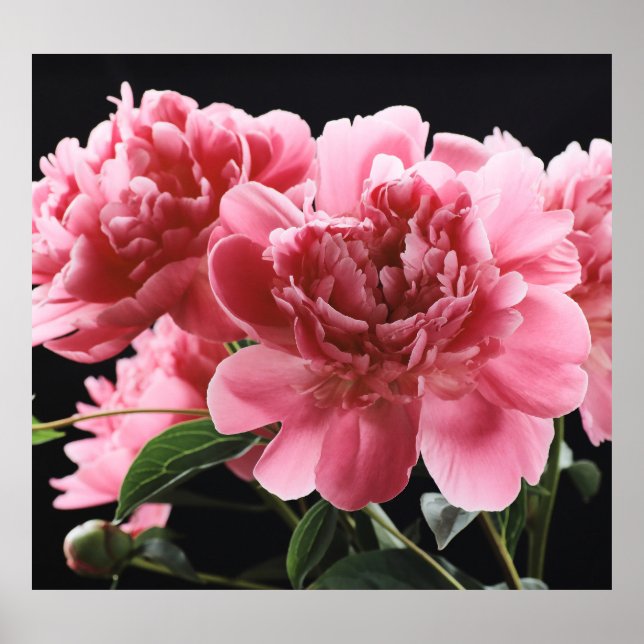 Póster Peony Bouquet Closeup: Rojo rosa (Frente)