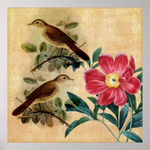 Póster Peony con Nightingales