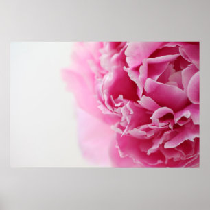 Póster Peony del primer