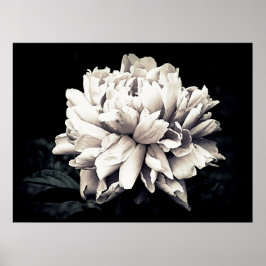 Póster Peony en blanco y negro