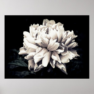 Póster Peony en blanco y negro