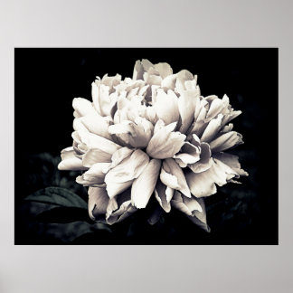 Póster Peony en blanco y negro
