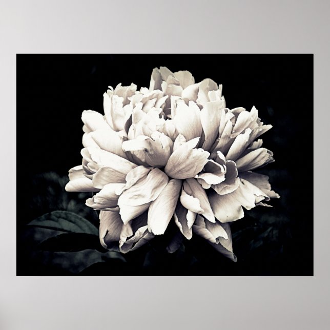 Póster Peony en blanco y negro (Frente)