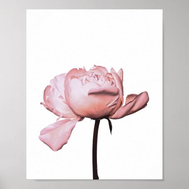 Póster Peony Flower Floral Poster Botánico (Frente)