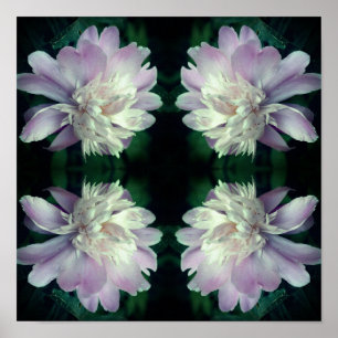 Póster Peony Flower Nature Resumen