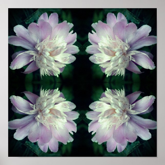 Póster Peony Flower Nature Resumen (Frente)