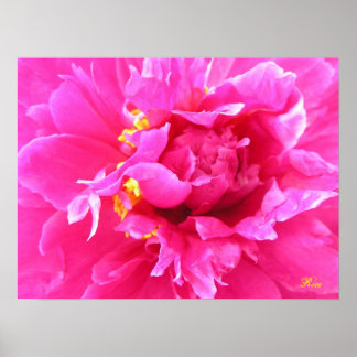 Póster Peony in Bloom