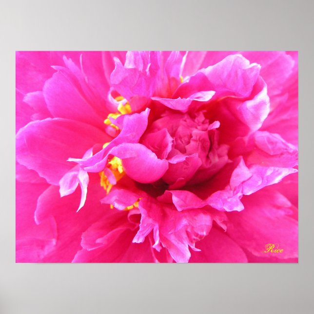 Póster Peony in Bloom (Frente)