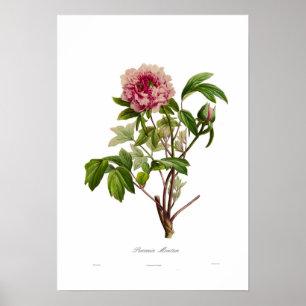 Póster Peony moutan