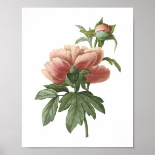 Póster peony (Paeonia sp.) de Redouté