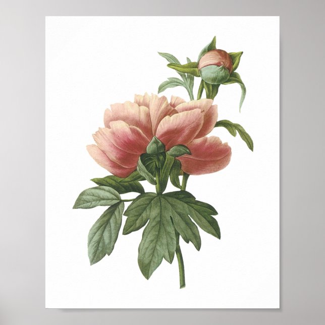 Póster peony (Paeonia sp.) de Redouté (Frente)