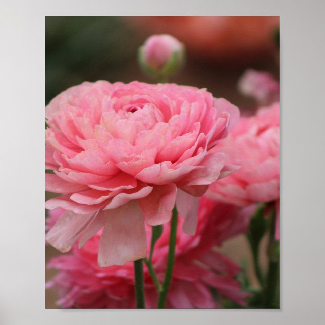 Póster Peony Pink Ranunculus Closeup (Frente)