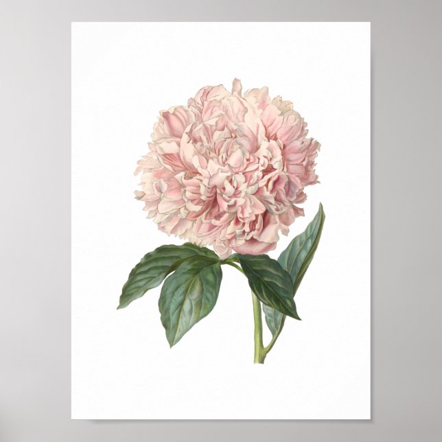 Póster Peony Poster (Frente)