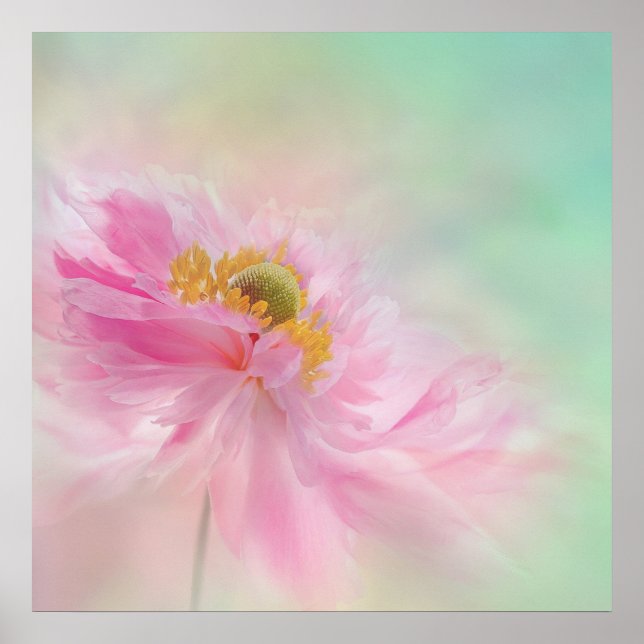 Póster Peony Poster (Frente)