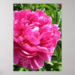 Póster Peony Prácticamente Perfecto