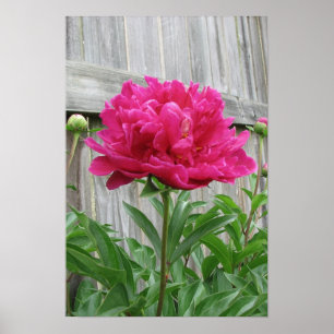 Póster Peony rosado