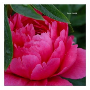 Póster Peony rosado de Bashful