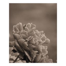 Póster Peony Single Sepia