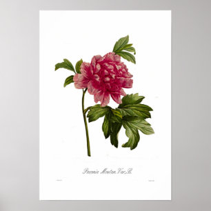 Póster Peony var moutan