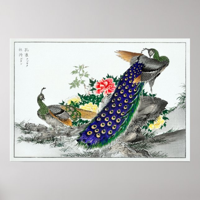Póster Peony y el pavo real de Numata Kashu (Frente)